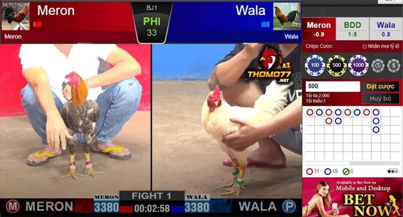 bí quyết cá cược đá gà