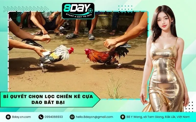 Bí Quyết Chọn Lọc Chiến Kê Cựa Dao Bất Bại