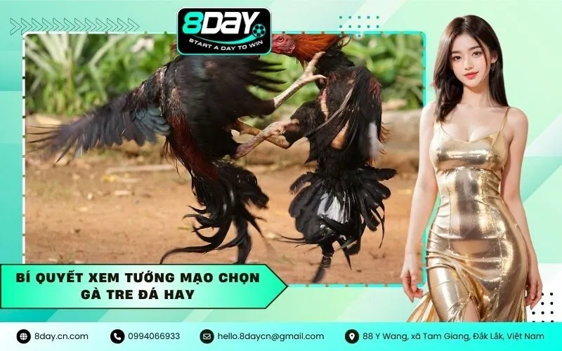 Bí Quyết Xem Tướng Mạo Chọn Gà Tre Đá Hay