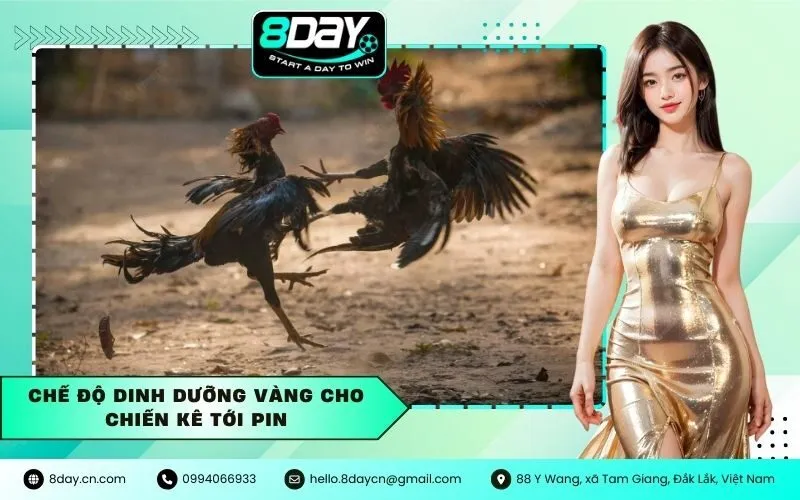 Chế Độ Dinh Dưỡng Vàng Cho Chiến Kê Tới Pin