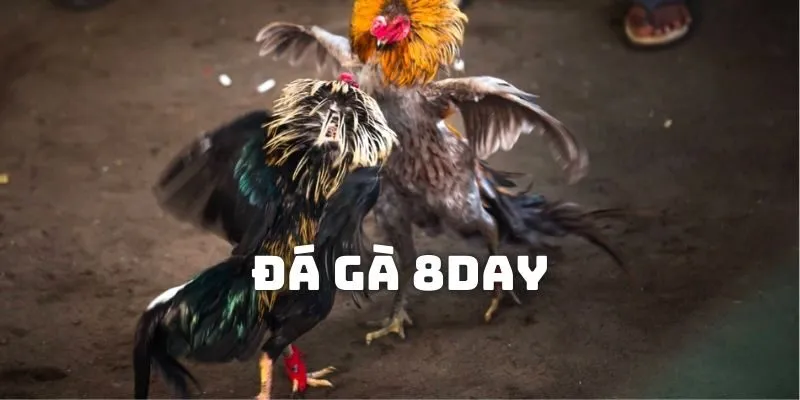đá gà 8day