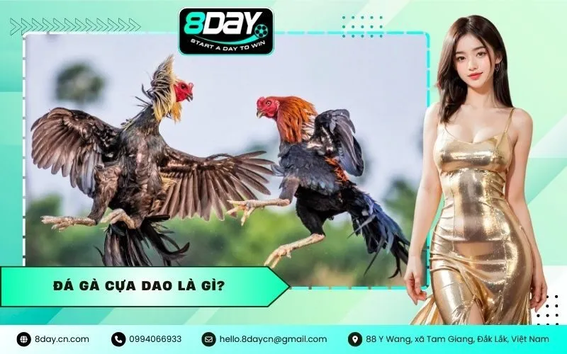 Đá Gà Cựa Dao Là Gì?