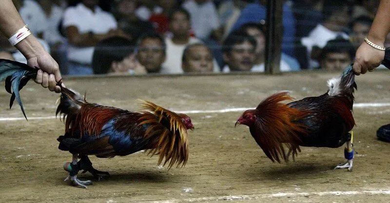 đá gà trực tiếp