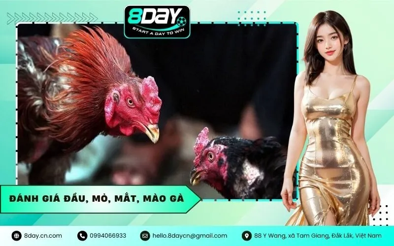 Đánh giá Đầu, Mỏ, Mắt, Mào Gà