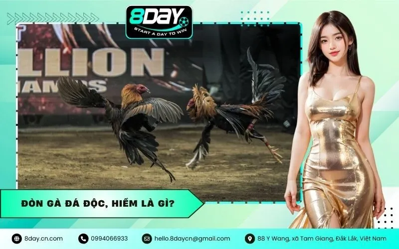 Đòn Gà Đá Độc, Hiểm Là Gì?