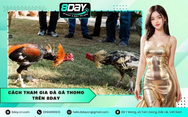 Cách tham gia đá gà Thomo trên 8Day