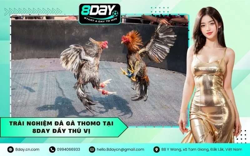 Trải nghiệm đá gà Thomo tại 8Day đầy thú vị