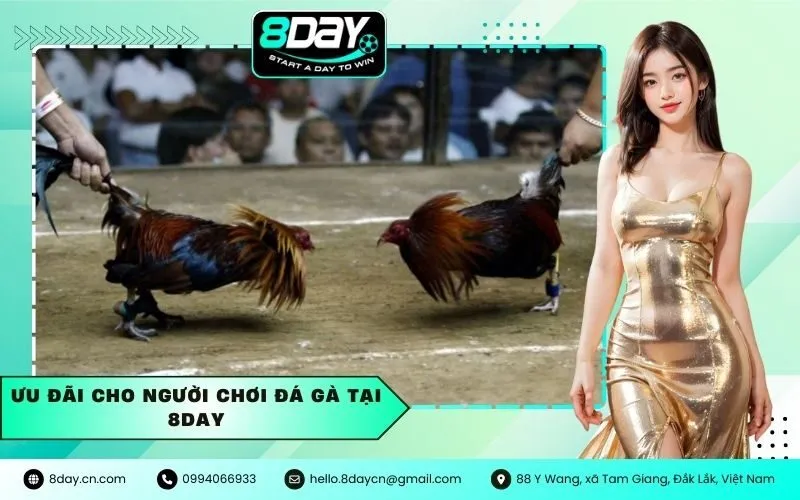 Ưu đãi cho người chơi đá gà tại 8Day